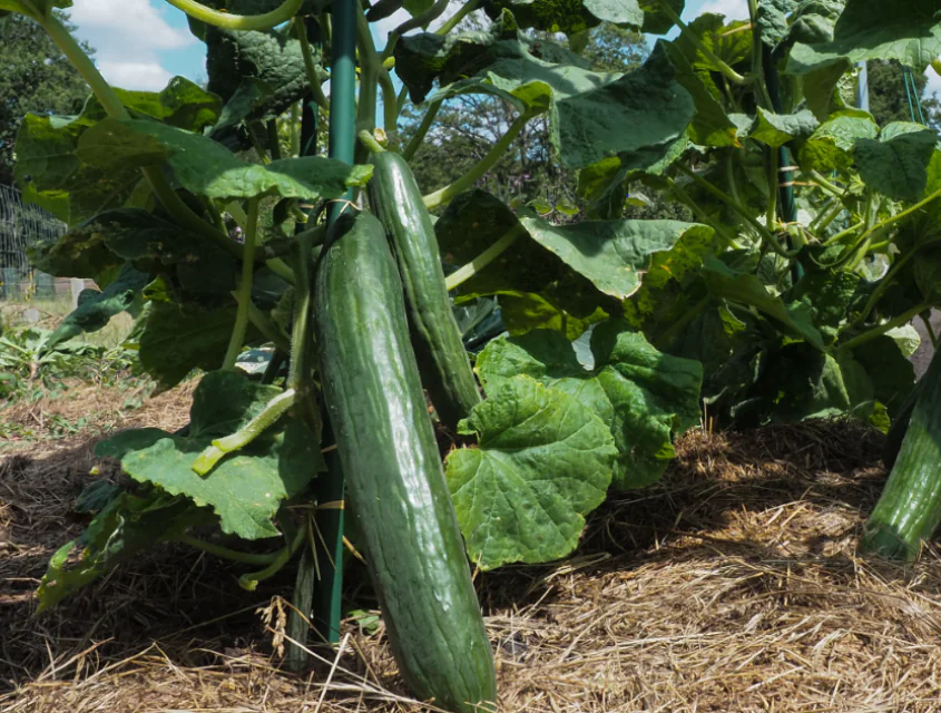 Cucumber-Columbia-F1-1.png