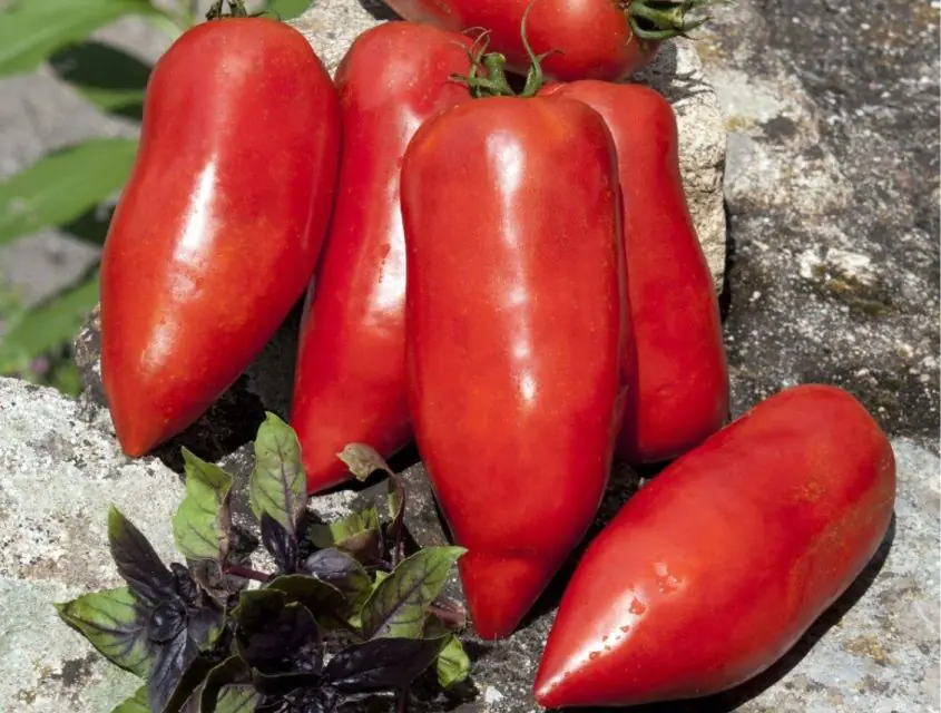 tomato-bellandine-f1-1.jpg