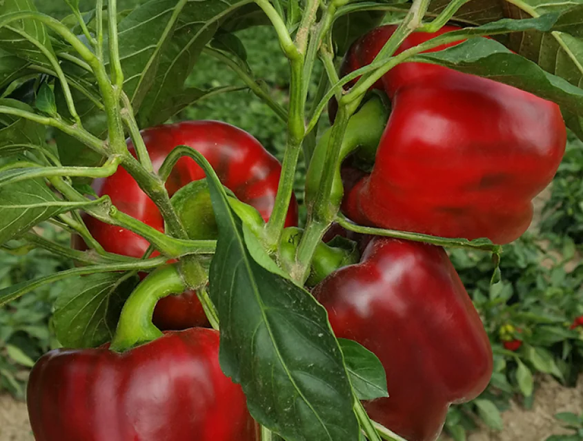 peppersweet-chouca-f1-1.png