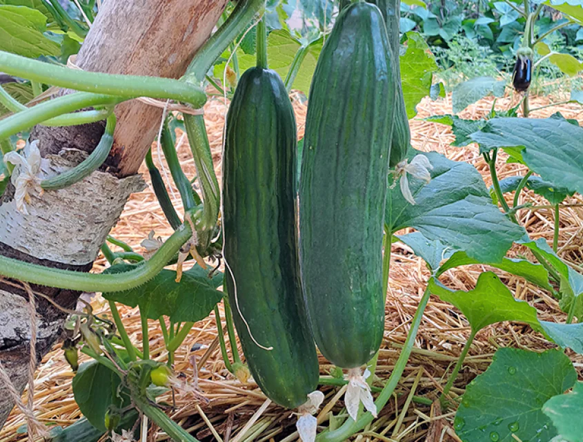 cucumber-ballistic-f1-1.png
