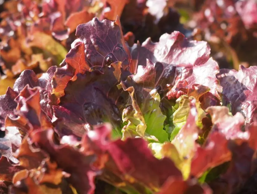 lettuce-florinred-1.jpg