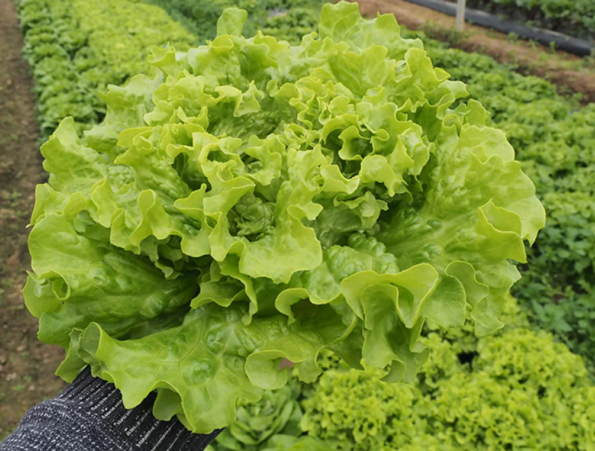 lettuce-frostine-1.png
