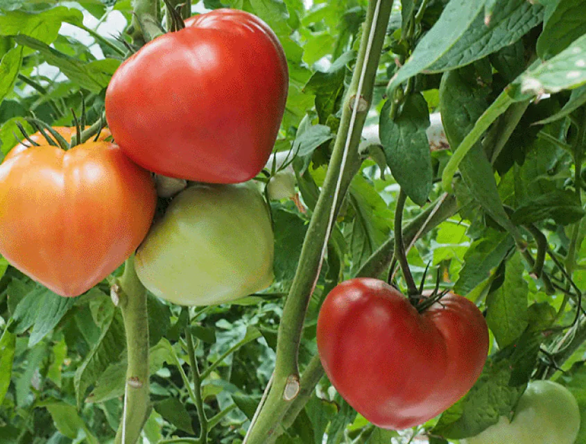 tomato-diamandia-f1-1.png