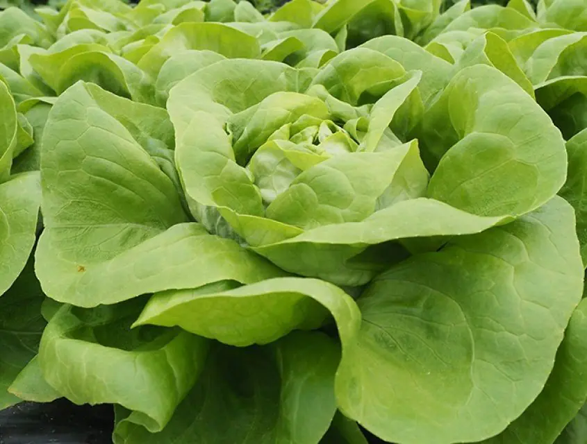 lettuce-belappia-1.jpg