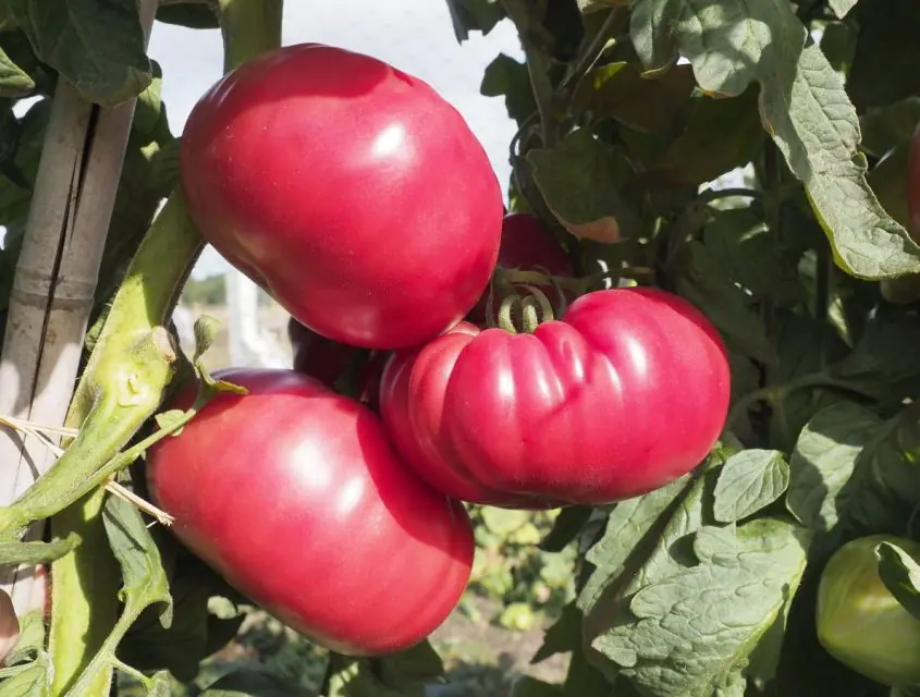 tomato-buffalopink-f1-1.jpg