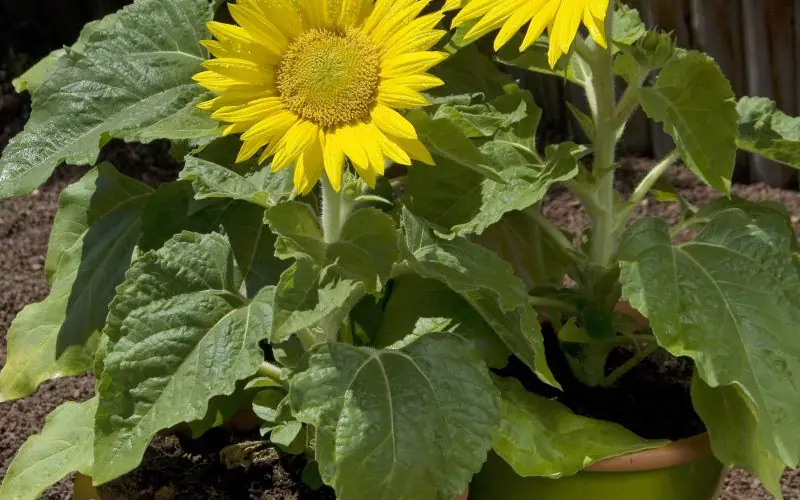 sunflower-suntasticf1goldenyellowwithclearcenter-2.jpg