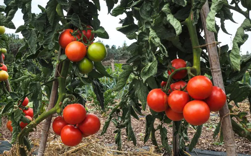 tomato-paoline-f1-2.jpg