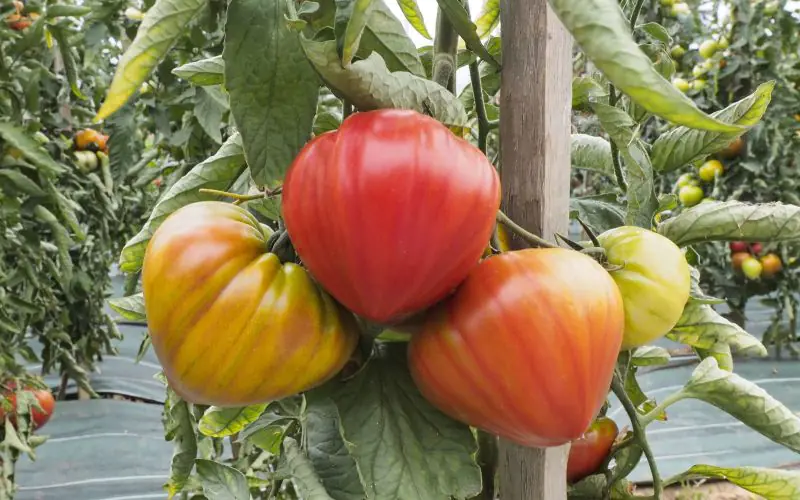 tomato-gourmandia-f1-2.jpg