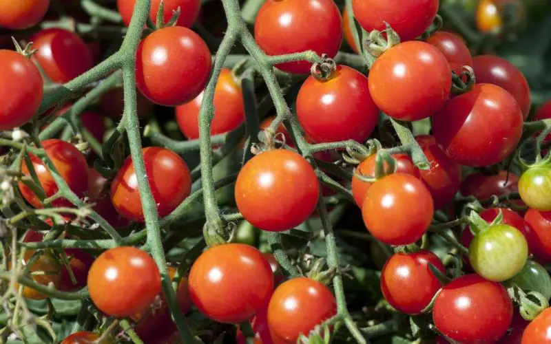 tomato-sweetbaby-2.jpg