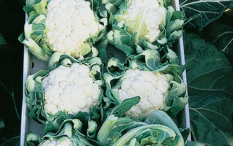 cauliflower-optimist-f1-2.jpg