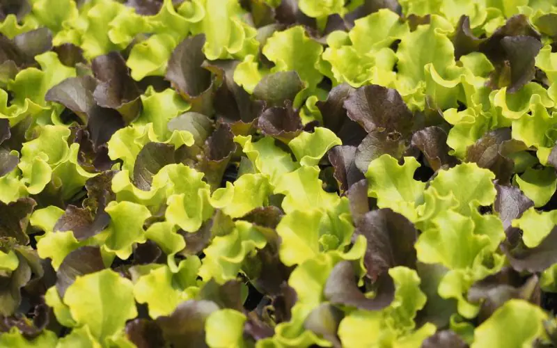 lettuce-florinred-4.jpg