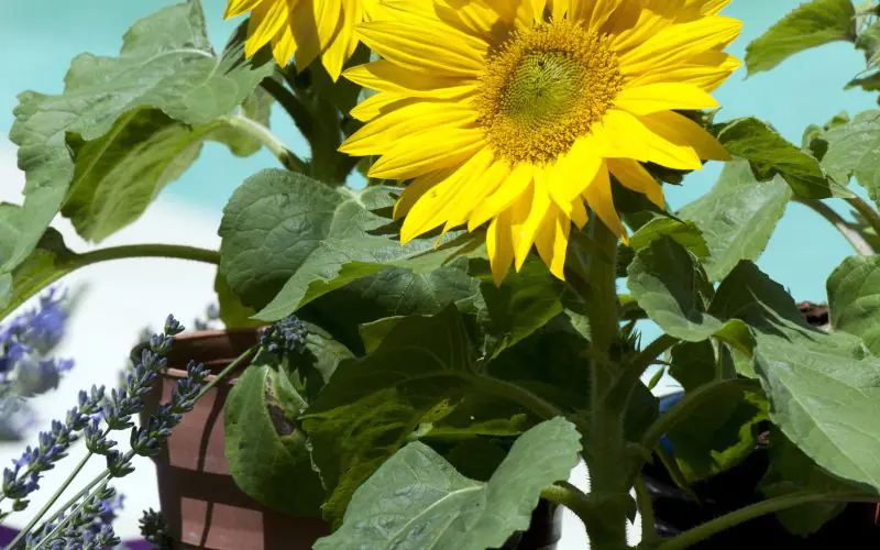 sunflower-suntasticf1goldenyellowwithclearcenter-1.jpg