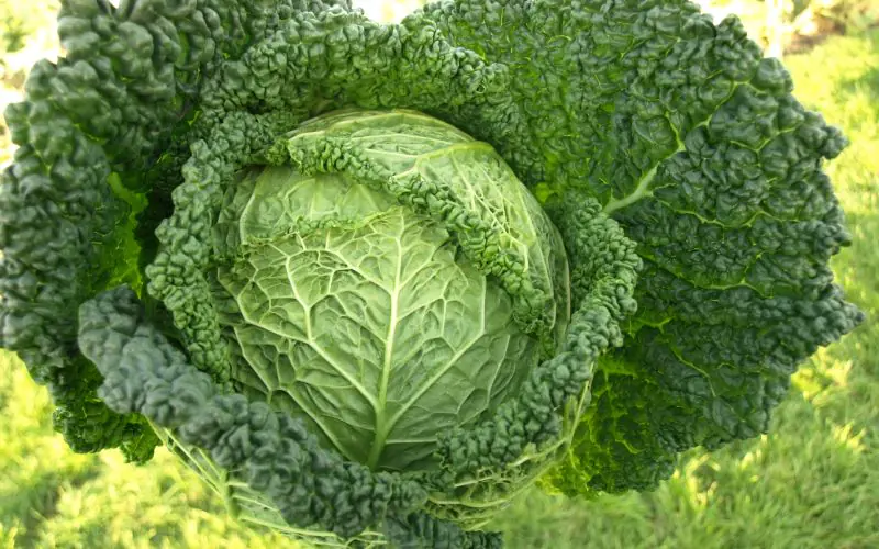 cabbage-capriccio-f1-2.jpg