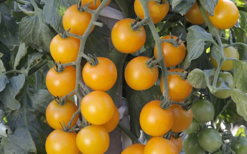 tomato-goldwin-f1-1.jpg