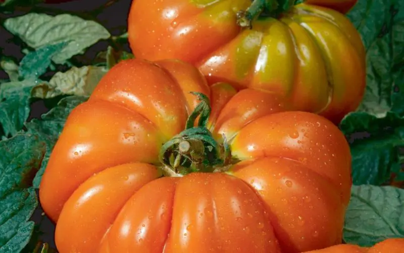 tomato-delizia-f1-1.jpg