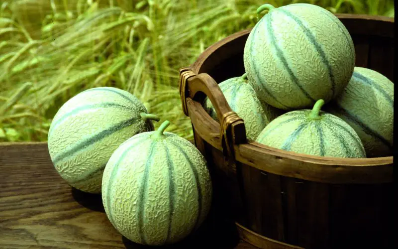 melon-stellio-f1-1.jpg
