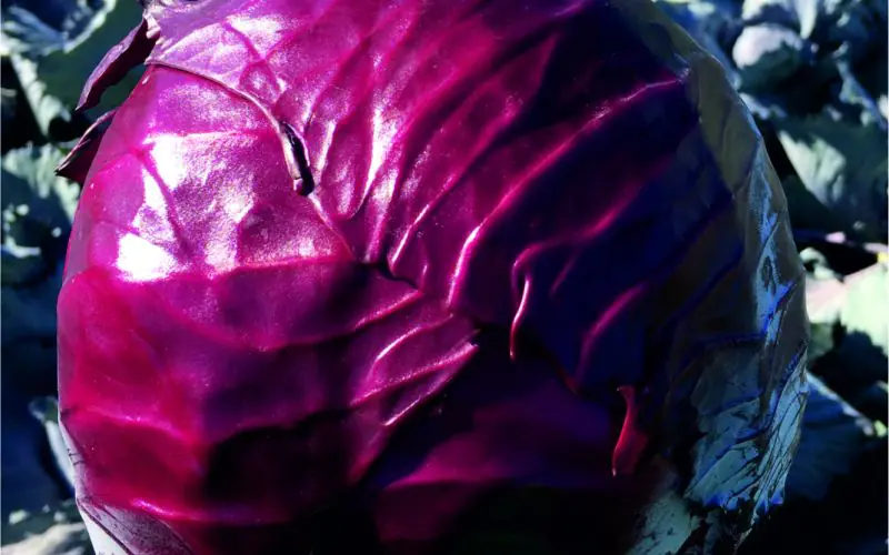 cabbage-redguard-f1-1.jpg