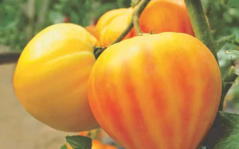 tomato-gourmansun-f1-1.jpg