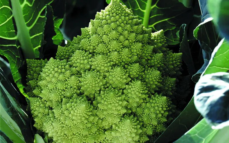 romanesco-gitano-f1-1.jpg