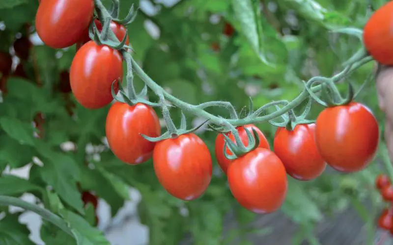 tomato-tutti-frutti-f1-1.jpg