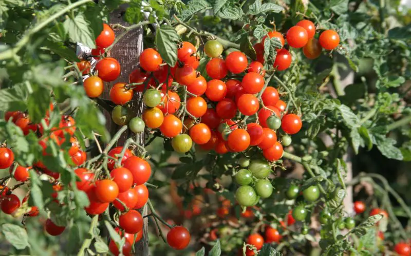 tomato-sweetbaby-1.jpg