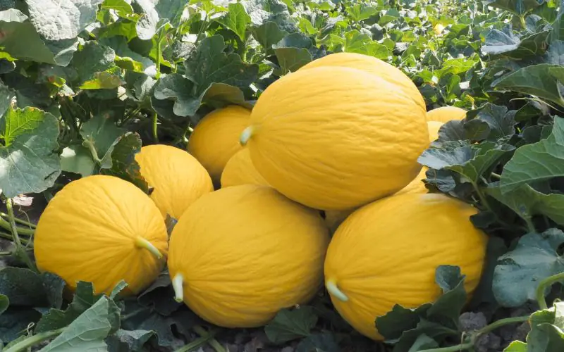 melon-timon-f1-1.jpg