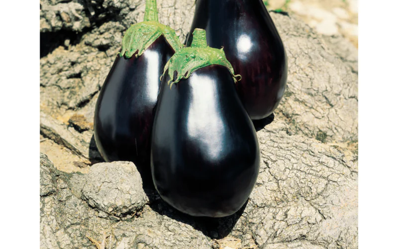 eggplant-galine-1.png
