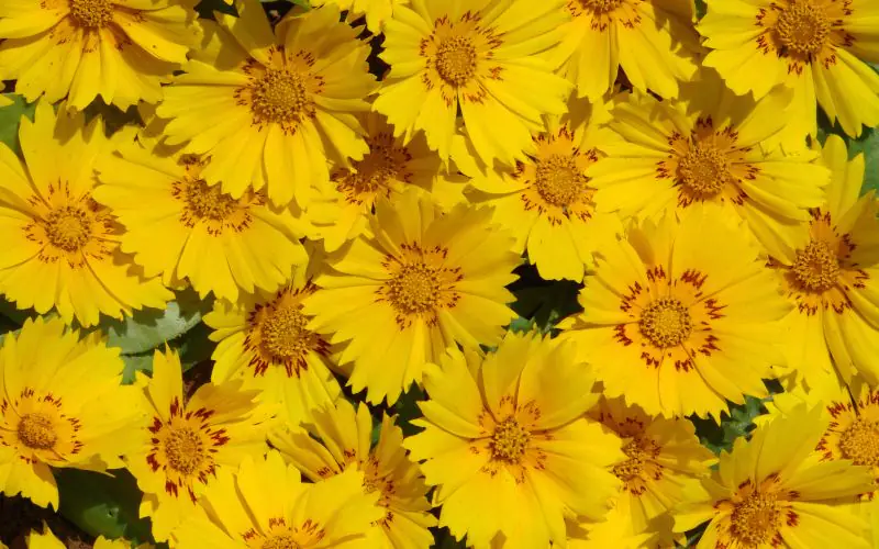 coreopsis-presto-2.jpg