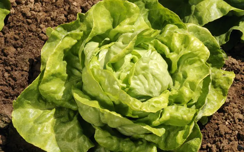 lettuce-appia-1.jpg