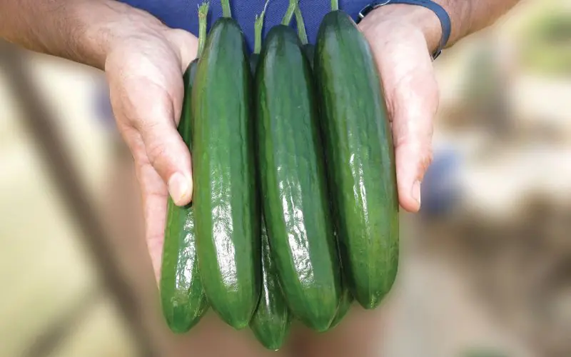 cucumber-crokdelis-2.jpg