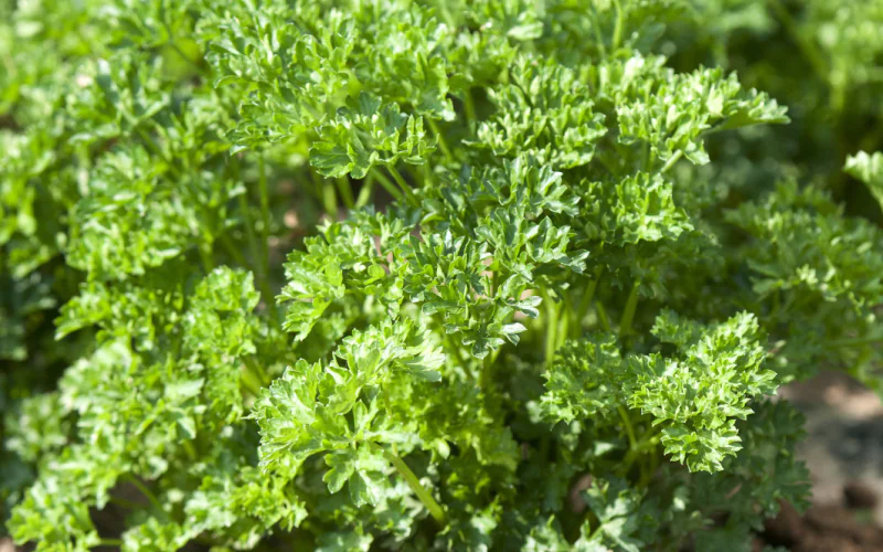parsley-robust-1.png
