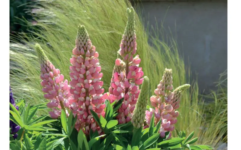 lupine-minigallerybicolorpink-1.jpg