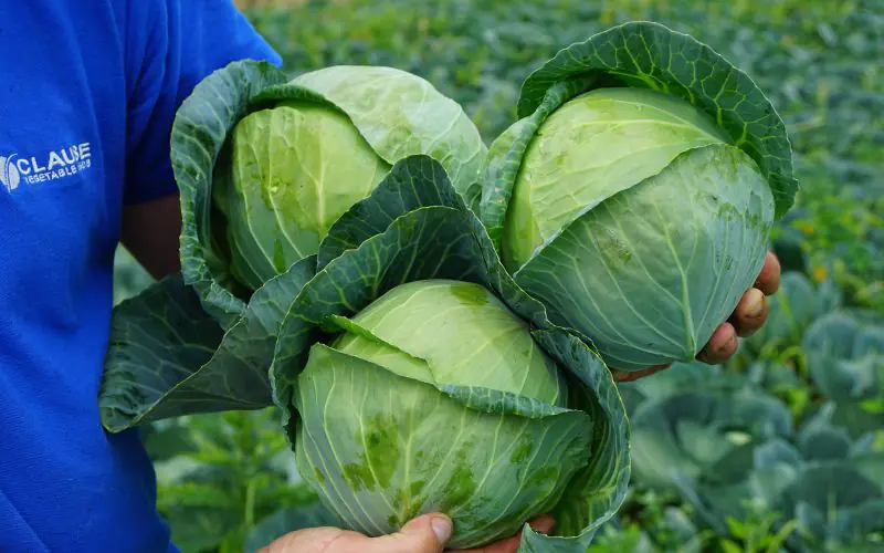 cabbage-sir-f1-3.jpg