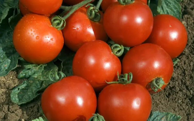 tomato-cristal-f1-1.jpg