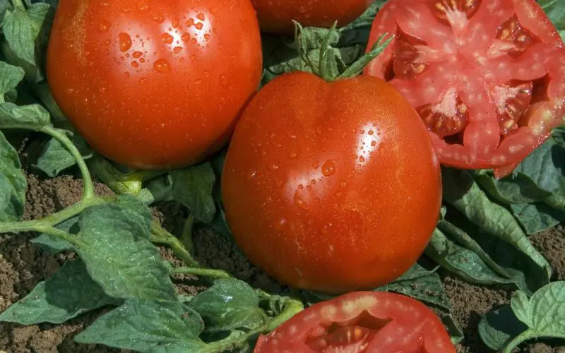 tomato-corazon-f1-1.jpg
