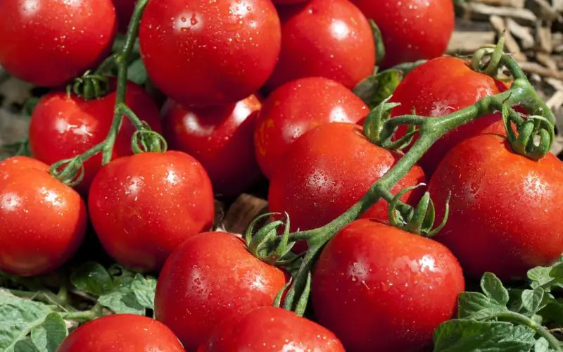 tomato-premio-f1-2.jpg