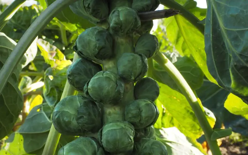 cabbage-brigitte-f1-1.jpg
