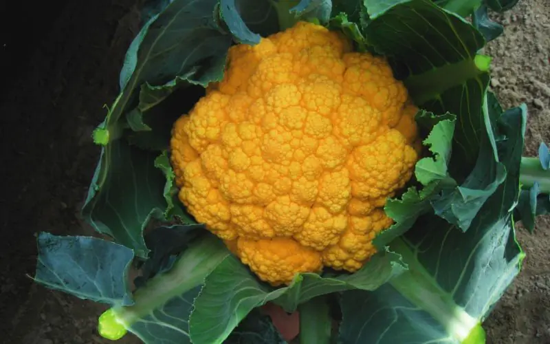 cauliflower-jaffa-1.jpg