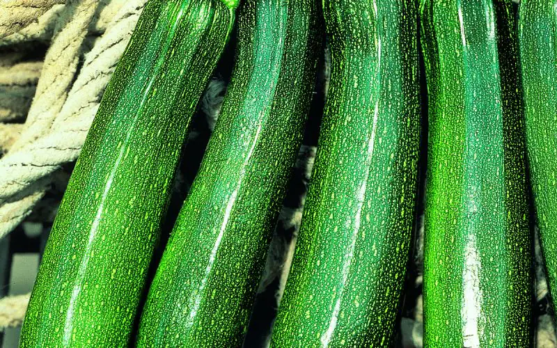 zucchino-tarmino-f1-1.jpg