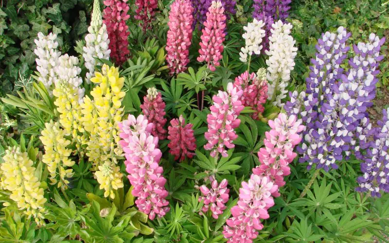 lupine-minigalleryextramix-1.jpg