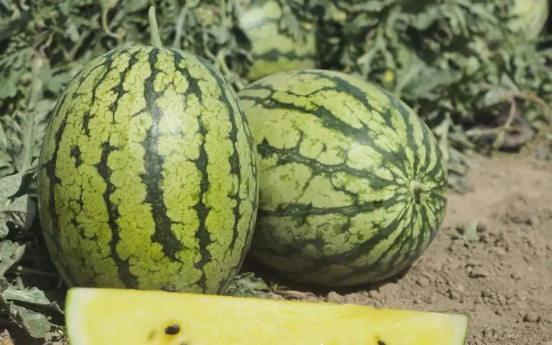 watermelon-sunlove-f1-3.jpg