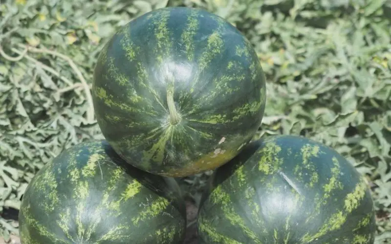 watermelon-minilove-f1-2.jpg