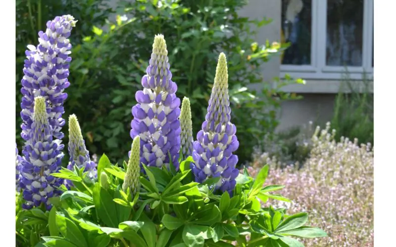 lupine-minigallerybicolorblue-1.jpg