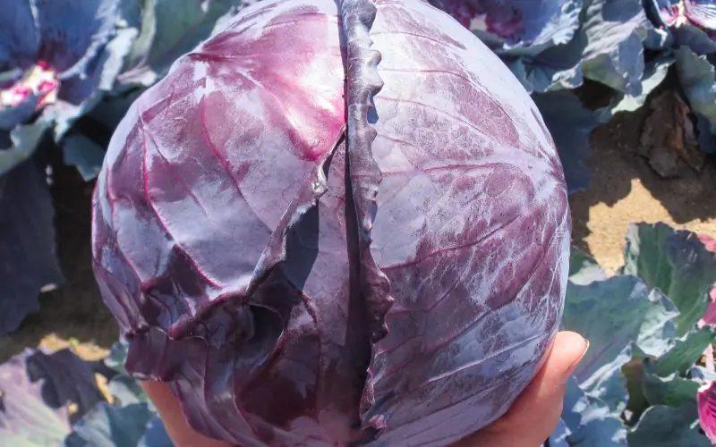 cabbage-redsky-f1-3.jpg