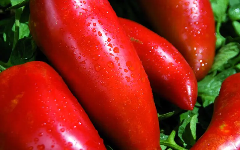 pomodoro-des-andes-1.jpg