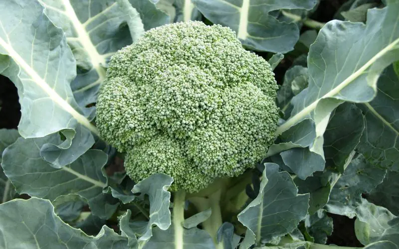 cabbage-koros-f1-1.jpg