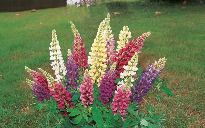 lupine-lupingallery-1.jpg