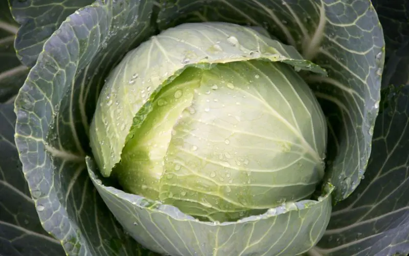 cabbage-sir-f1-2.jpg