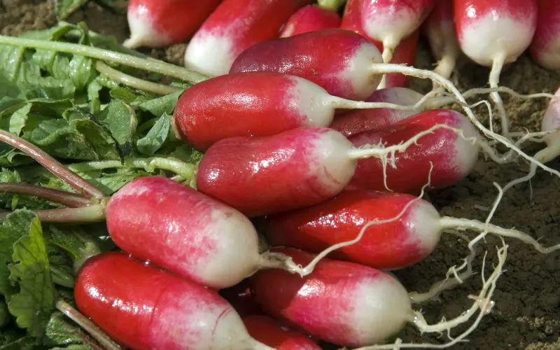 radish-bamba-1.jpg