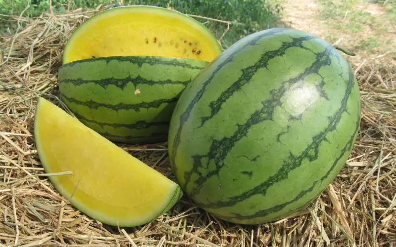 watermelon-sunlove-f1-1.jpg